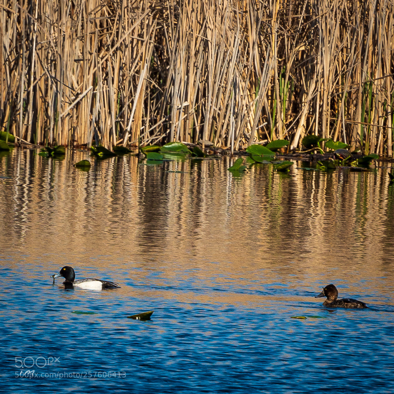 Nikon D610 sample photo. Greater scaup photography