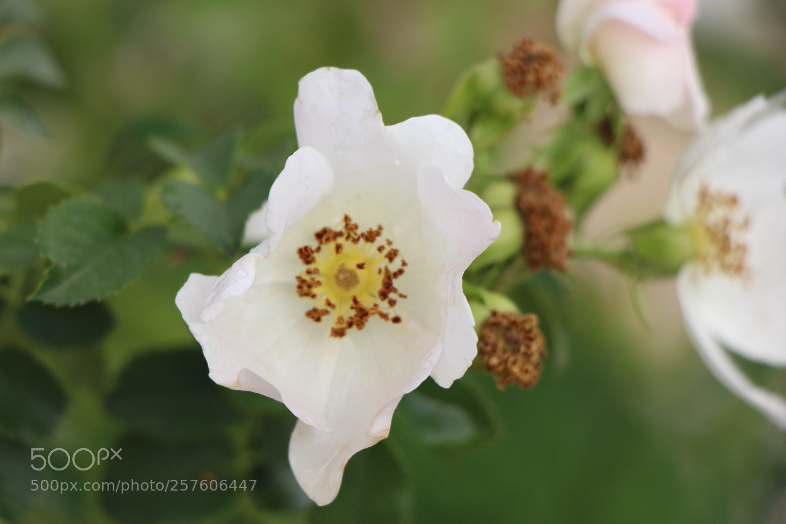 Canon EOS 700D (EOS Rebel T5i / EOS Kiss X7i) sample photo. Untitled photography
