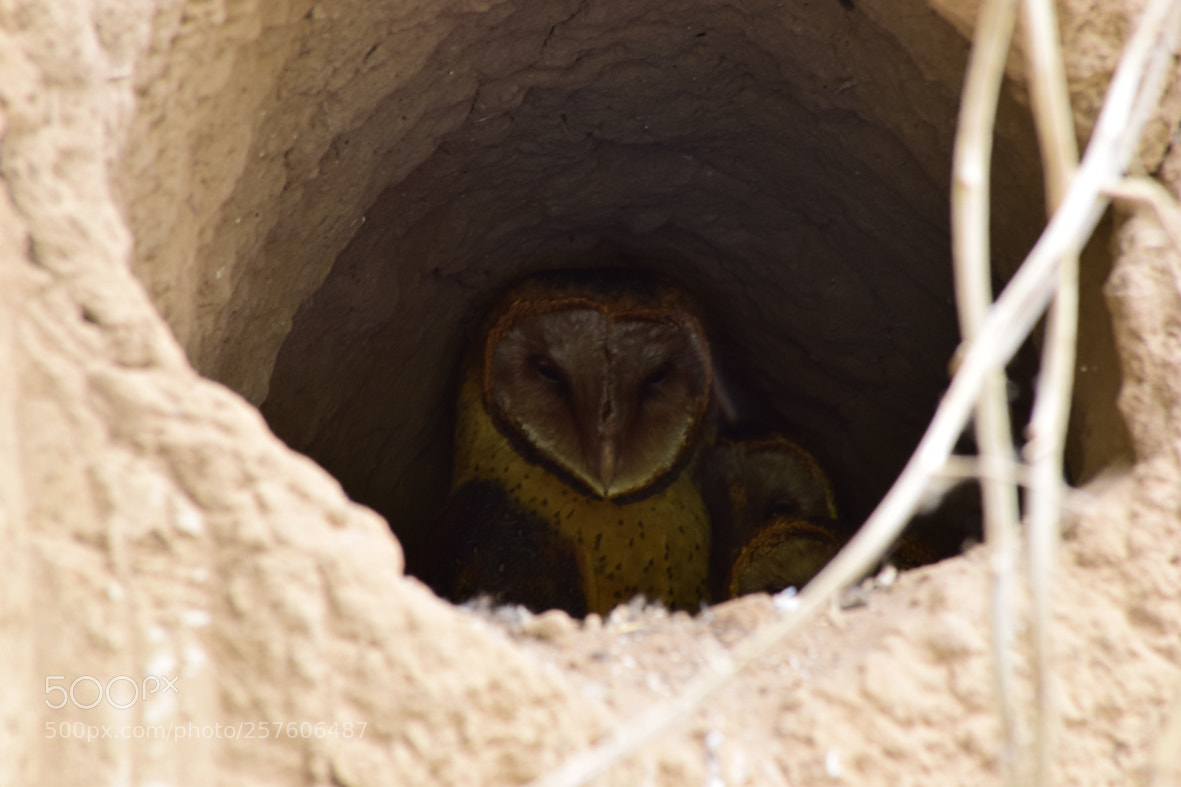 Nikon D3300 sample photo. Barn owls photography