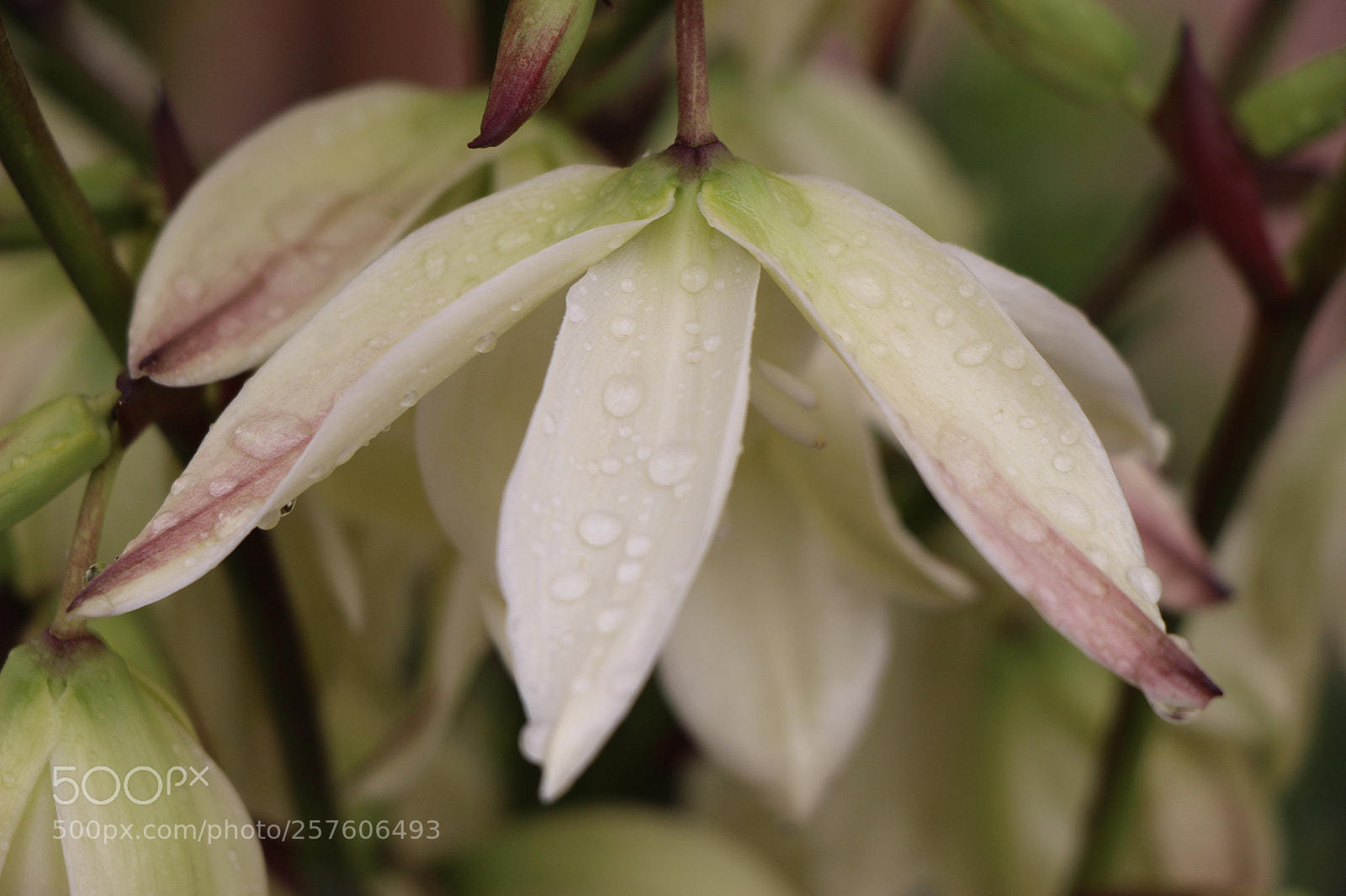 Canon EOS 700D (EOS Rebel T5i / EOS Kiss X7i) sample photo. Untitled photography