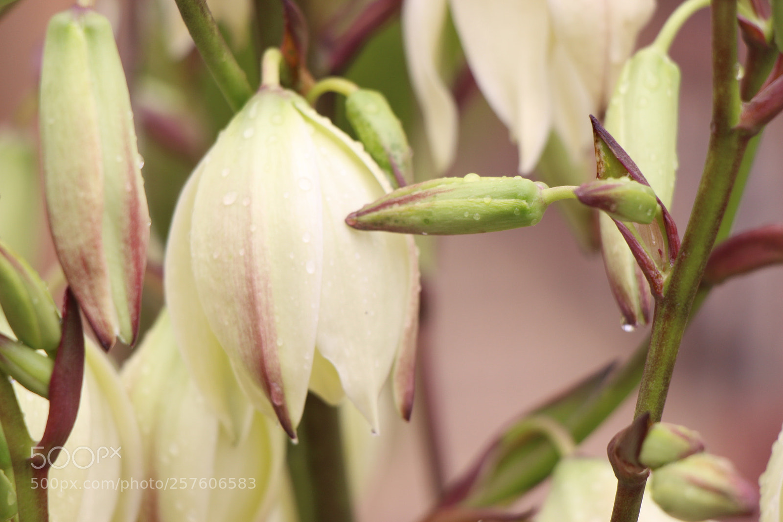 Canon EOS 700D (EOS Rebel T5i / EOS Kiss X7i) sample photo. Untitled photography