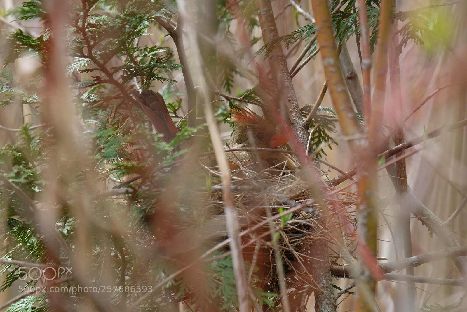 Fujifilm X-T10 sample photo. Cardinal on nest  photography