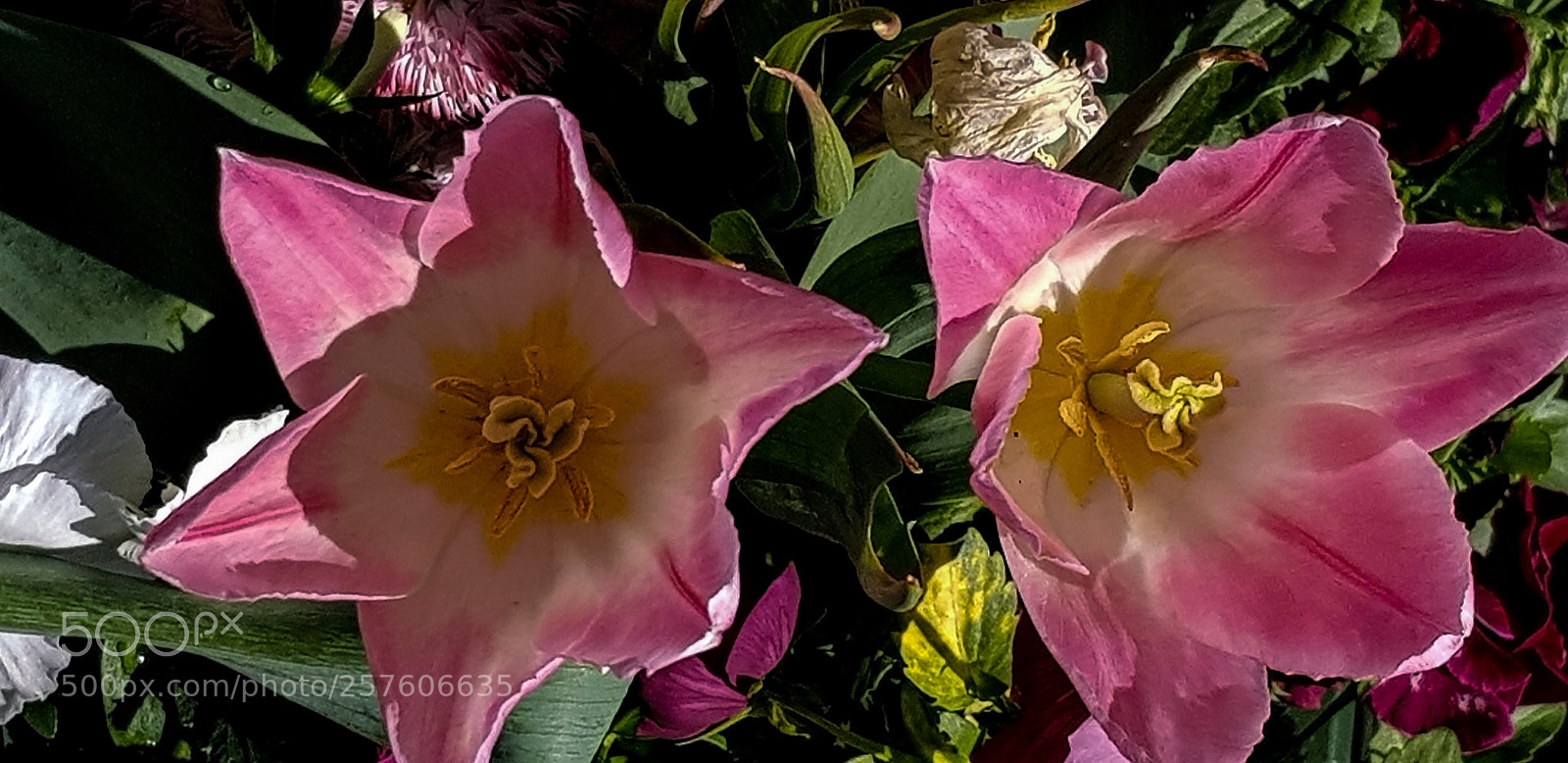 Samsung Galaxy S8 sample photo. Two pink tulips growing photography