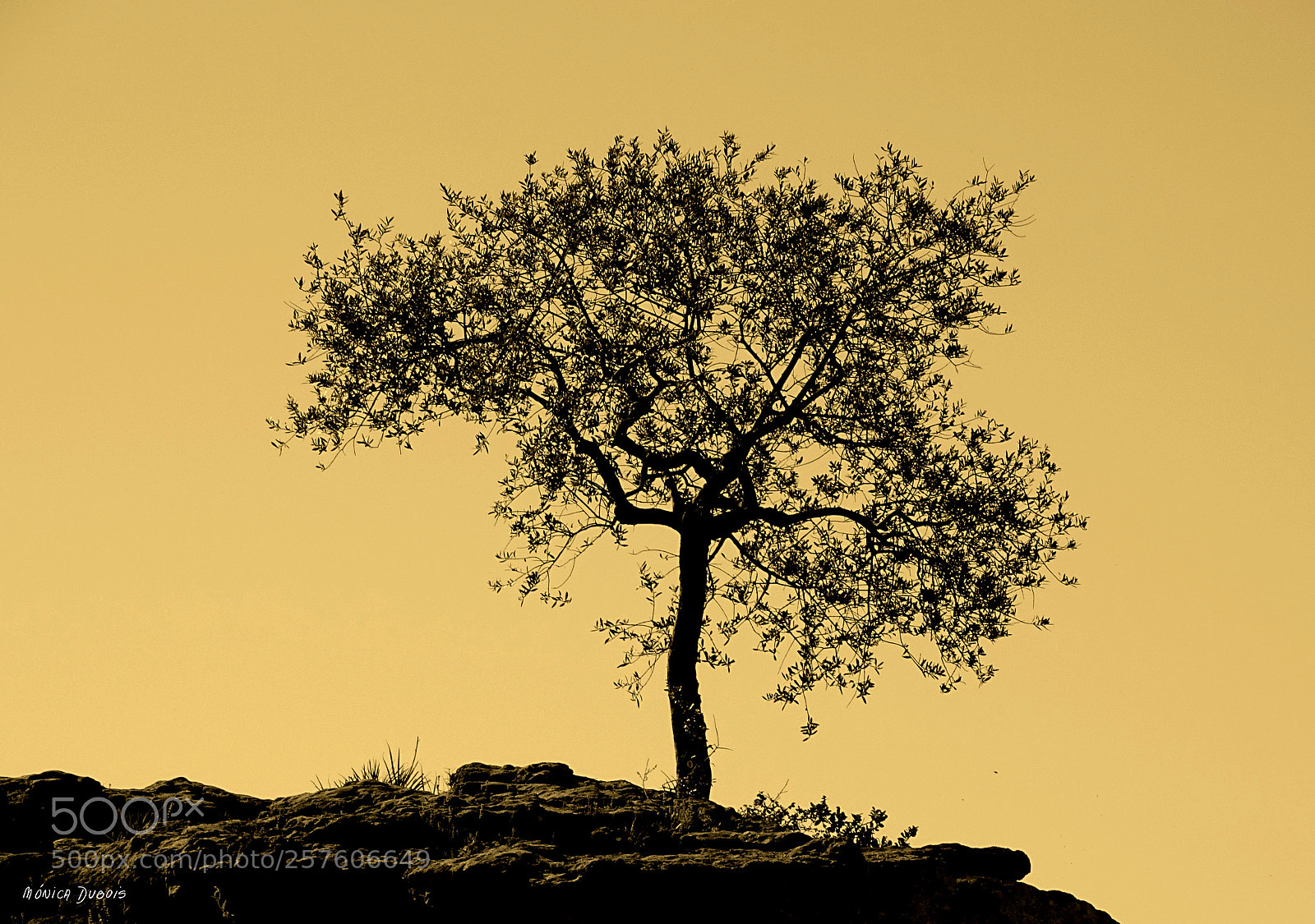 Sony Cyber-shot DSC-HX400V sample photo. Arbol en sepia photography