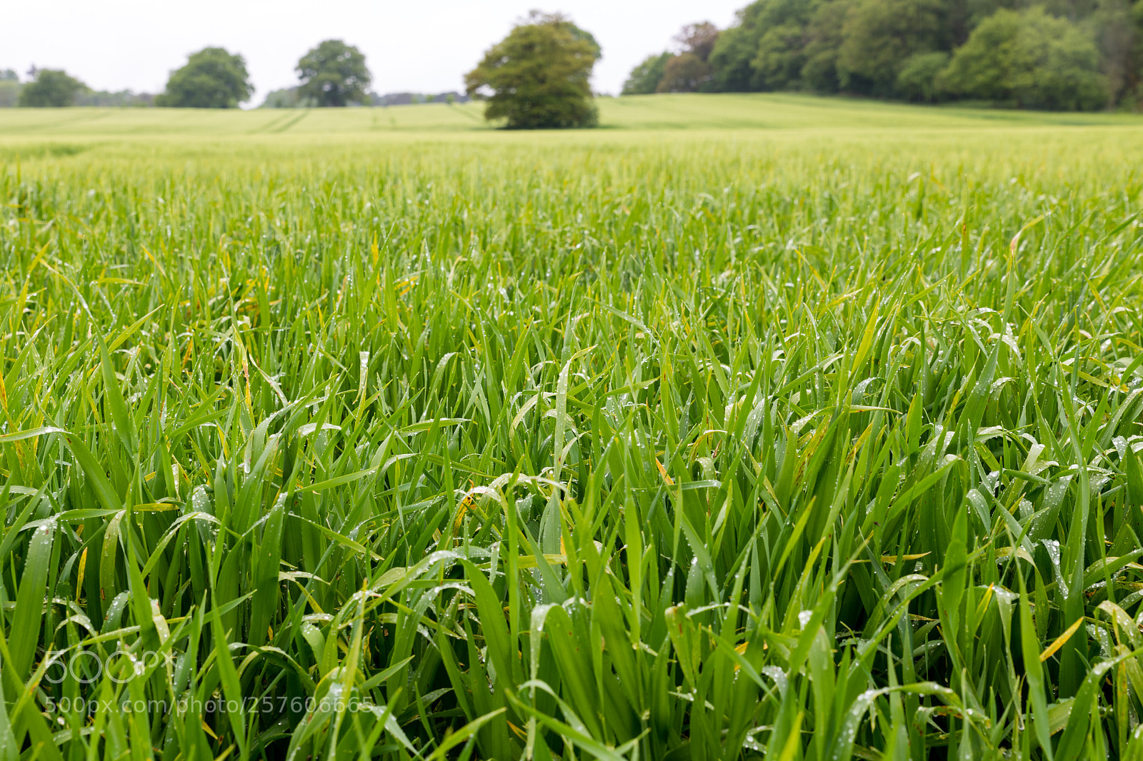 Nikon D850 sample photo. Fade from green to photography