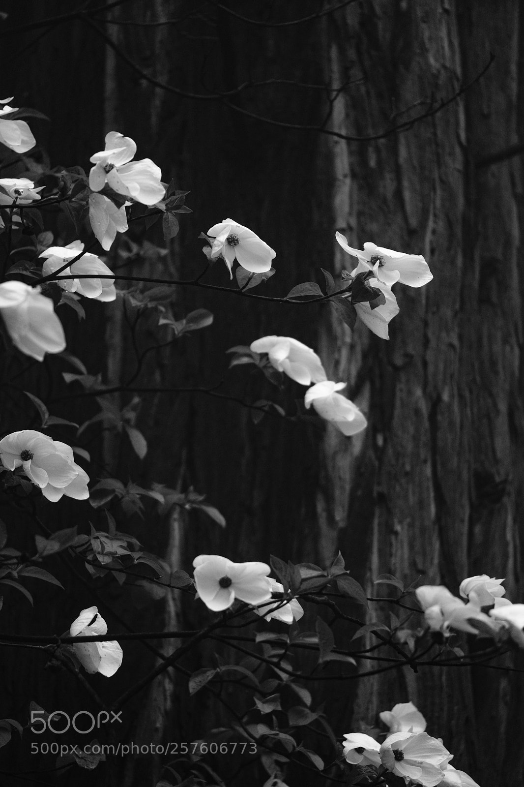 Fujifilm X-T2 sample photo. Dogwood blooms 7086 photography