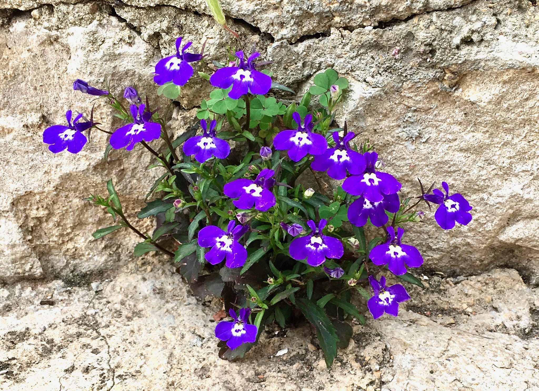 Apple iPad Pro sample photo