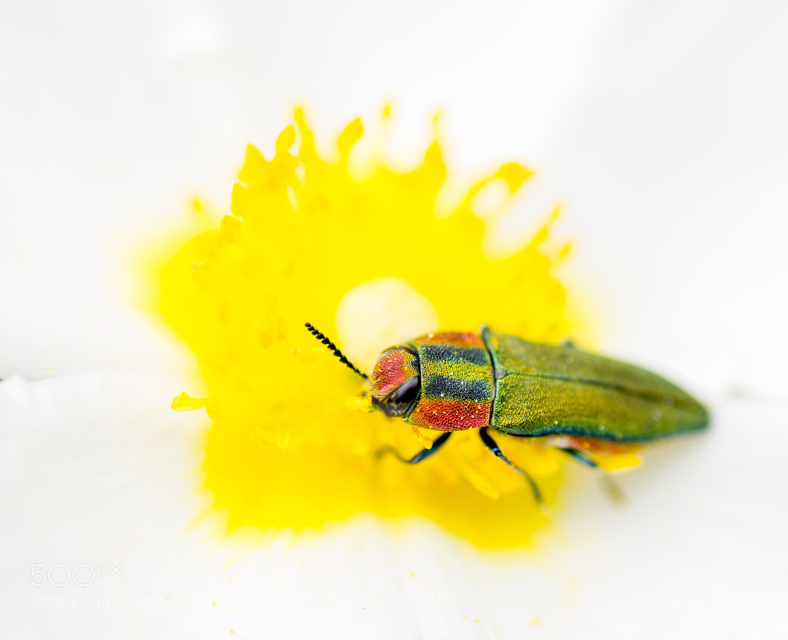 Pentax K-5 sample photo. White background photography