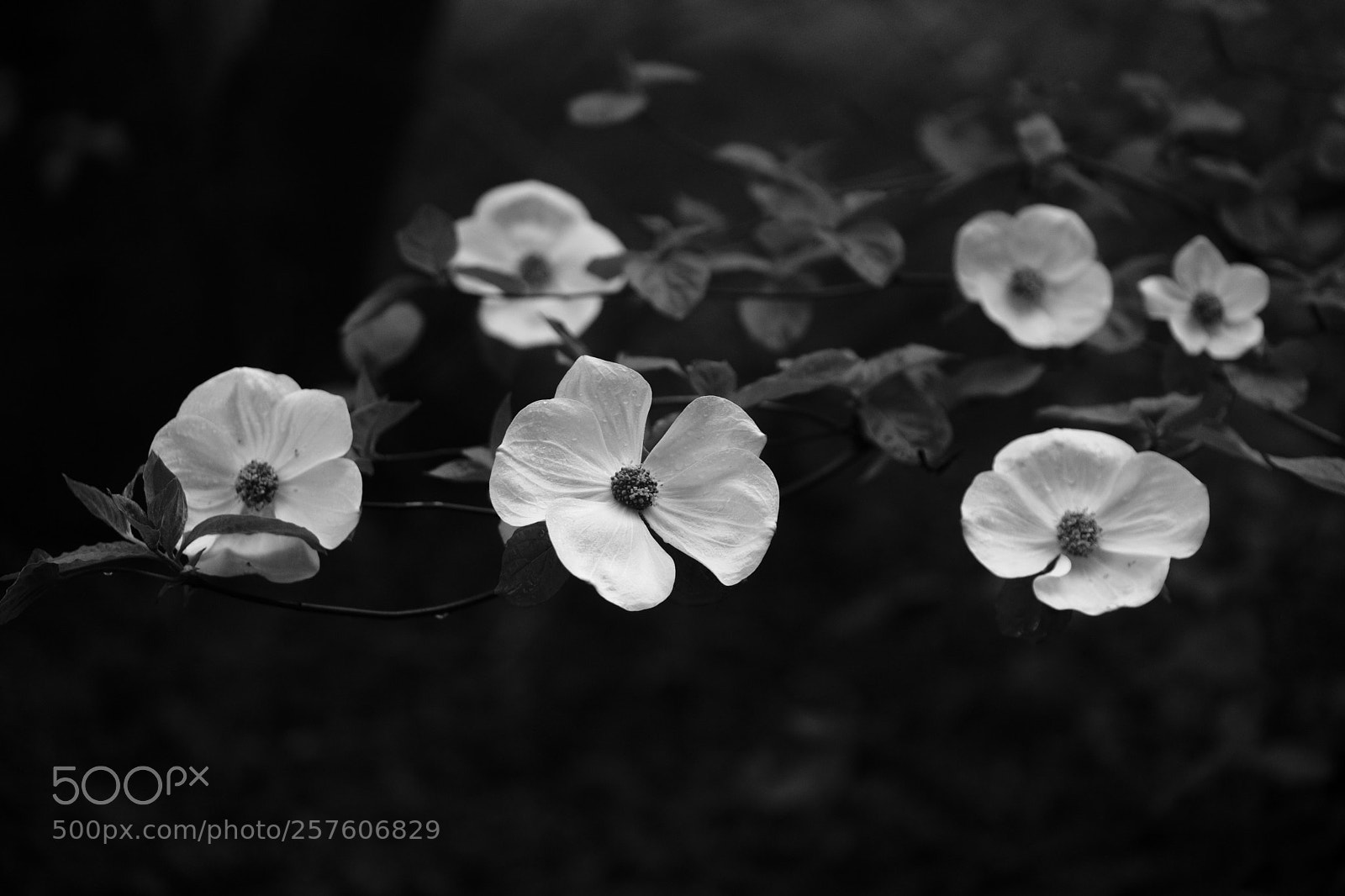 Fujifilm X-T2 sample photo. Dogwood blooms 7099 photography