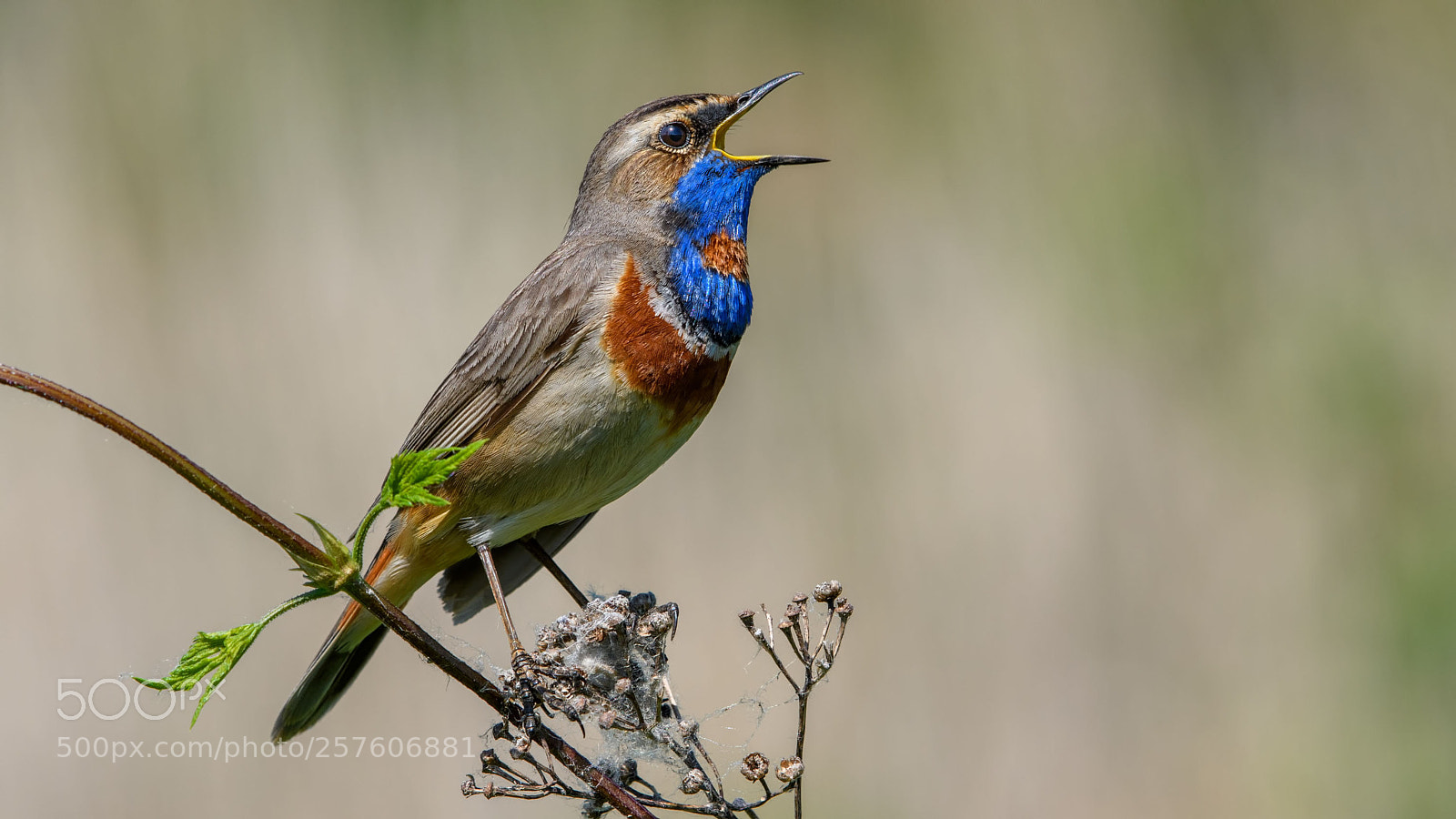 Nikon D500 sample photo. Bluethroat photography