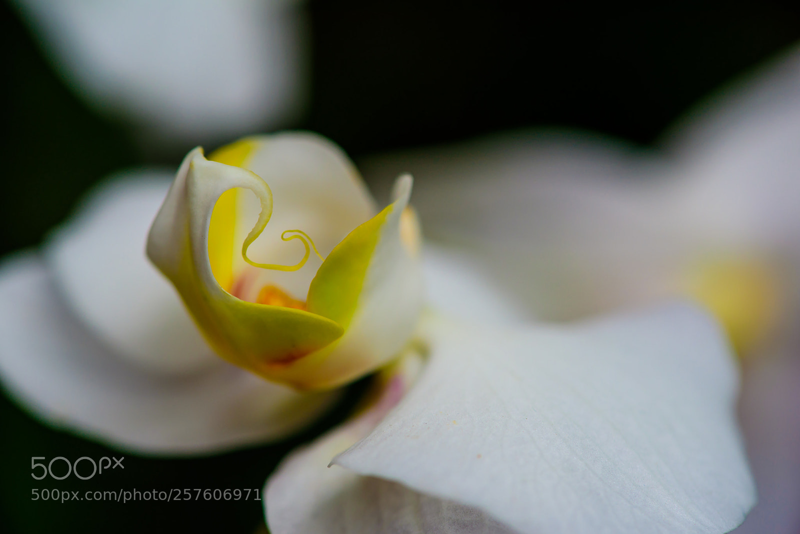 Nikon D750 sample photo. Orchid photography