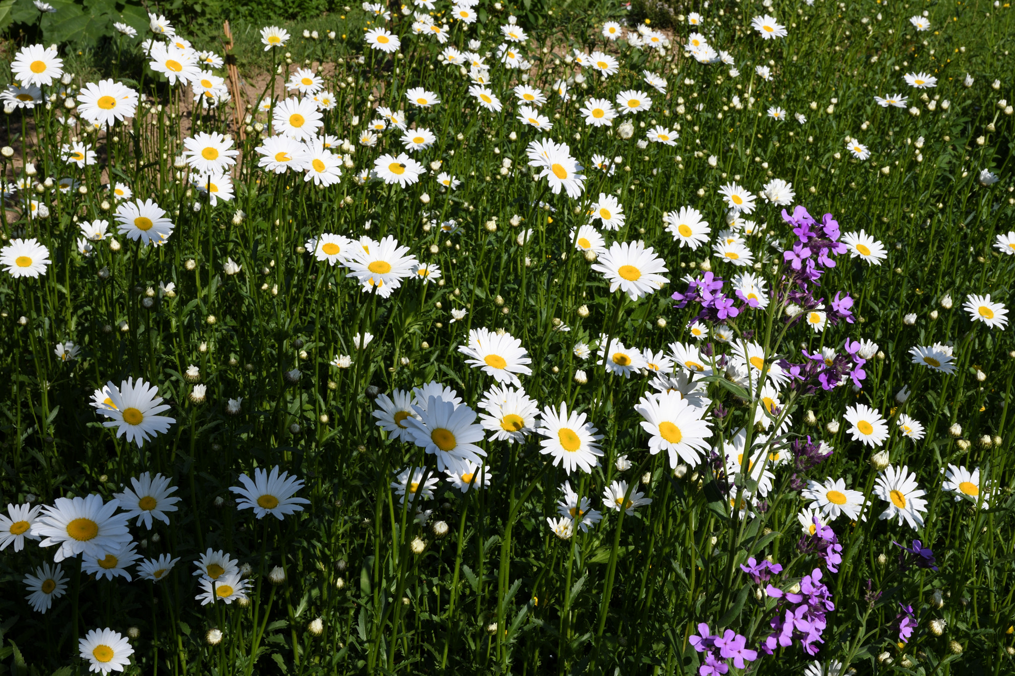 Sigma 17-50mm F2.8 EX DC OS HSM sample photo. Champ de marguerites.jpg photography