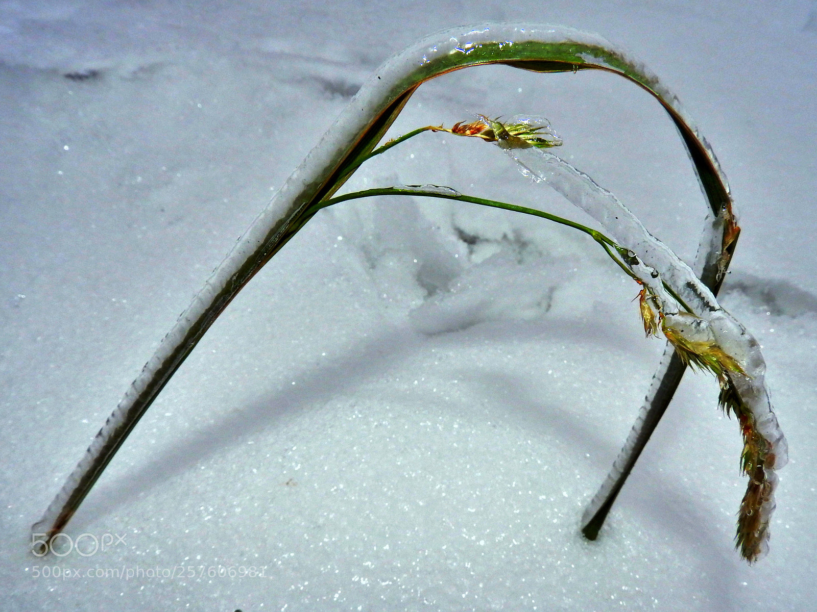 Nikon Coolpix P610 sample photo. Locked in the ice photography