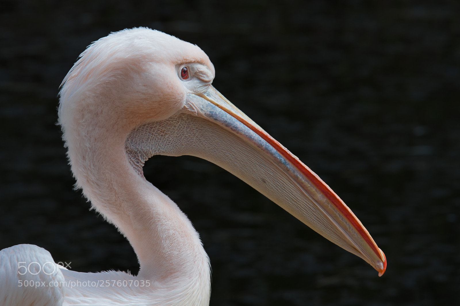 Canon EOS 450D (EOS Rebel XSi / EOS Kiss X2) sample photo. Pelican photography