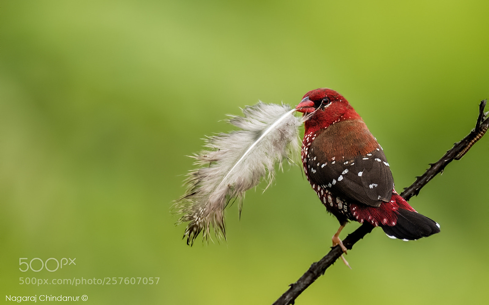Nikon D5 sample photo. Red avadavat photography
