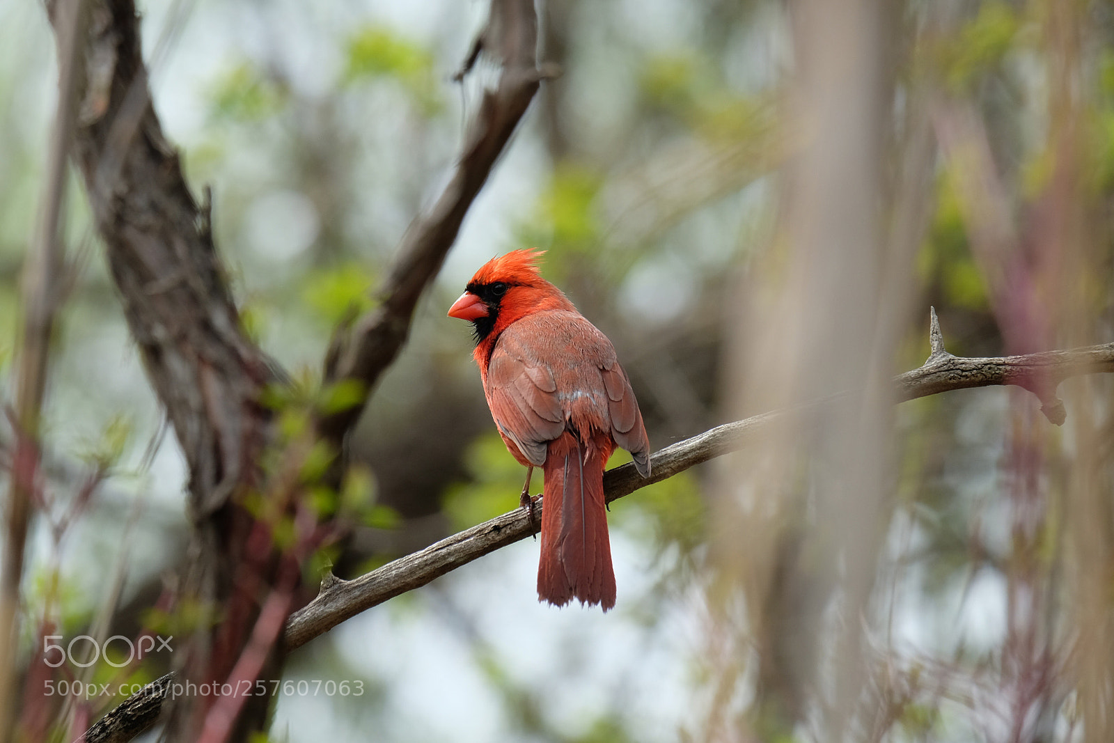 Fujifilm X-T10 sample photo. Cardinal watching photography