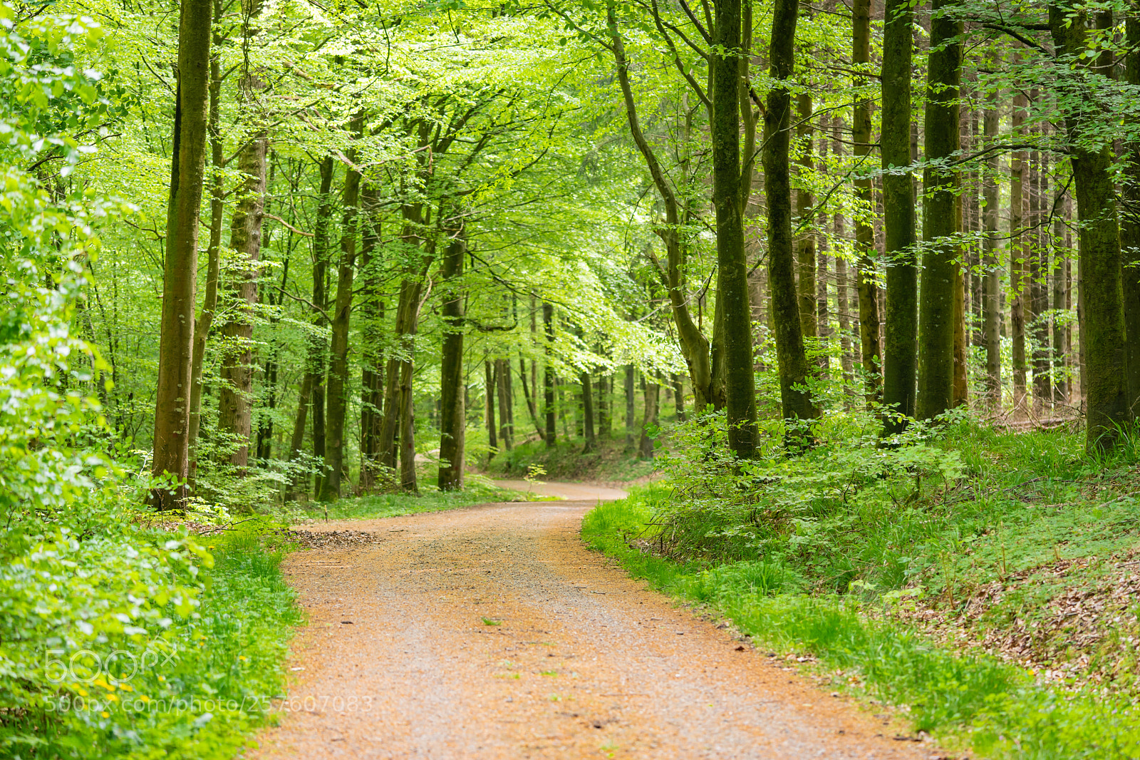 Sony a7 II sample photo. Beech path photography