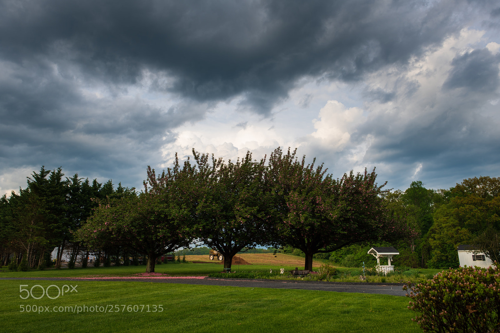 Nikon D850 sample photo. Cherry trees (stormy) photography
