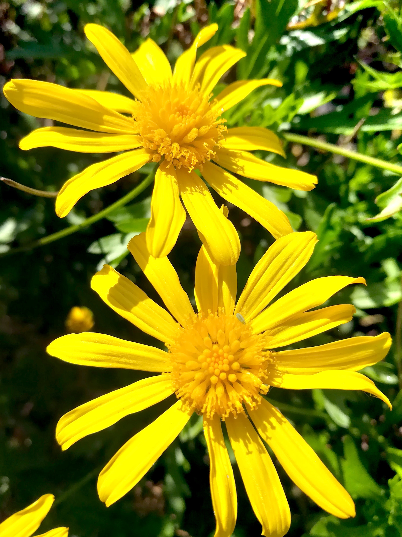 HUAWEI honor 6x sample photo