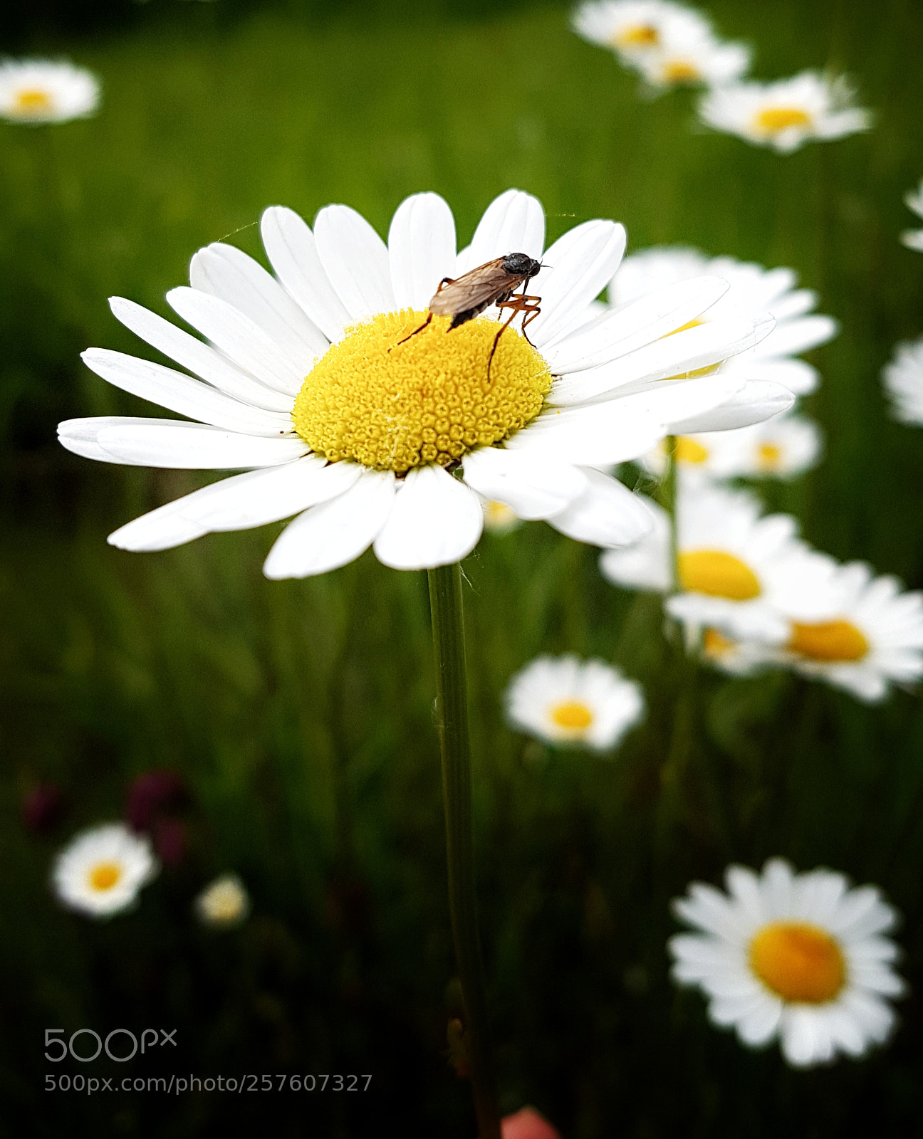 Samsung Galaxy S7 sample photo. Daisy photography