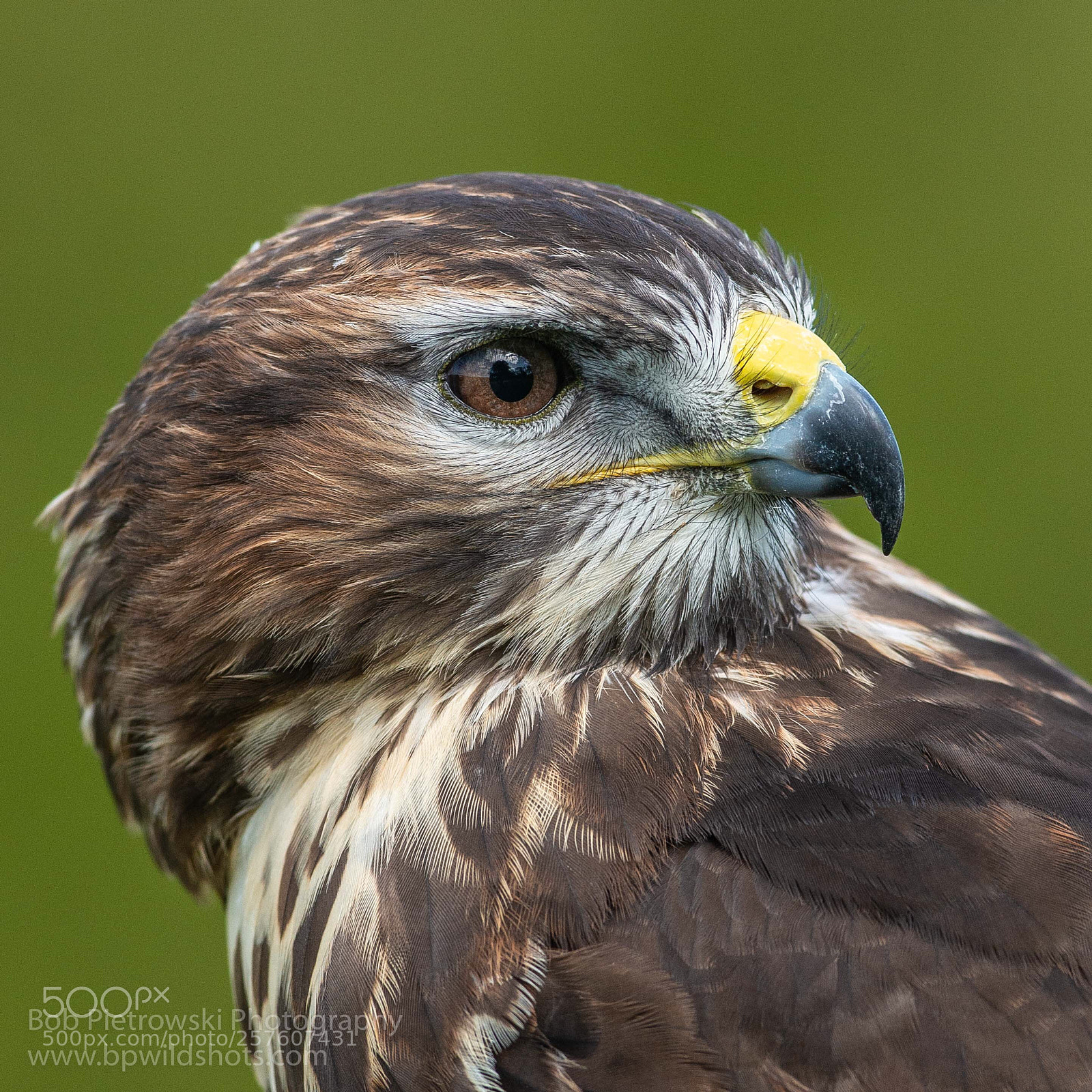 Nikon D800 sample photo. Common buzzard photography
