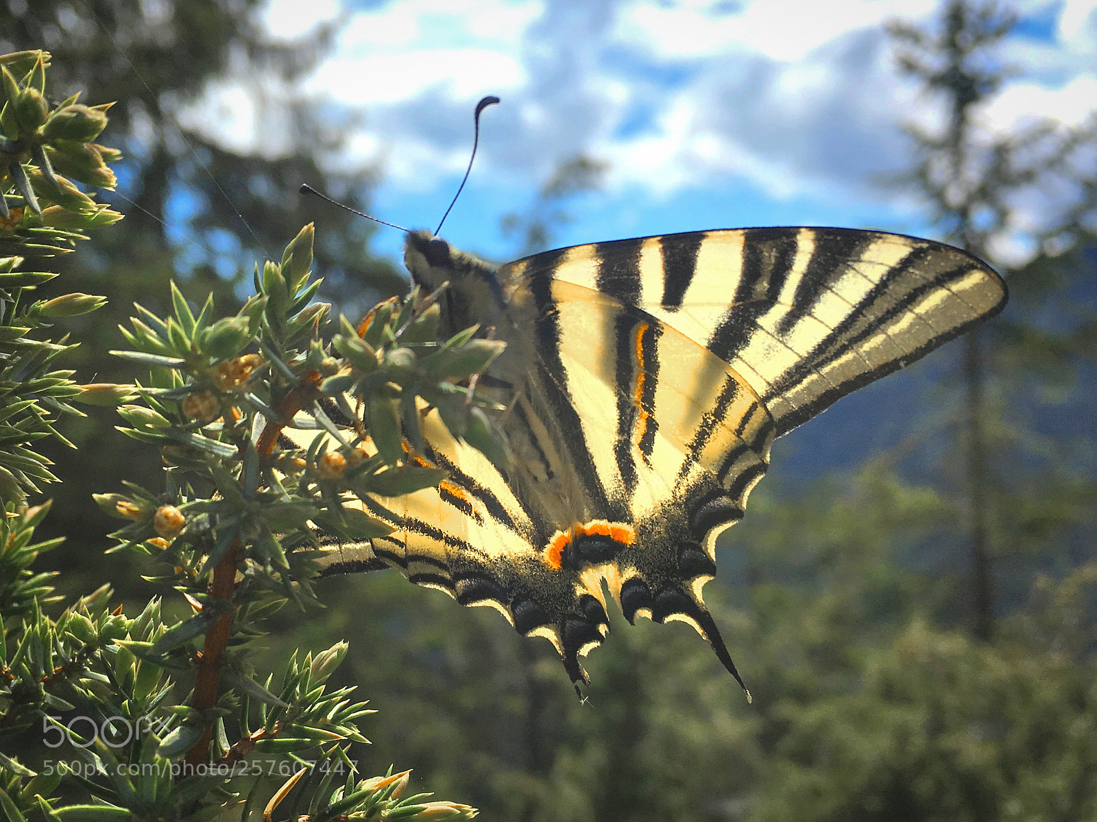 Apple iPhone 6s Plus sample photo. Schwalbenschwanz photography