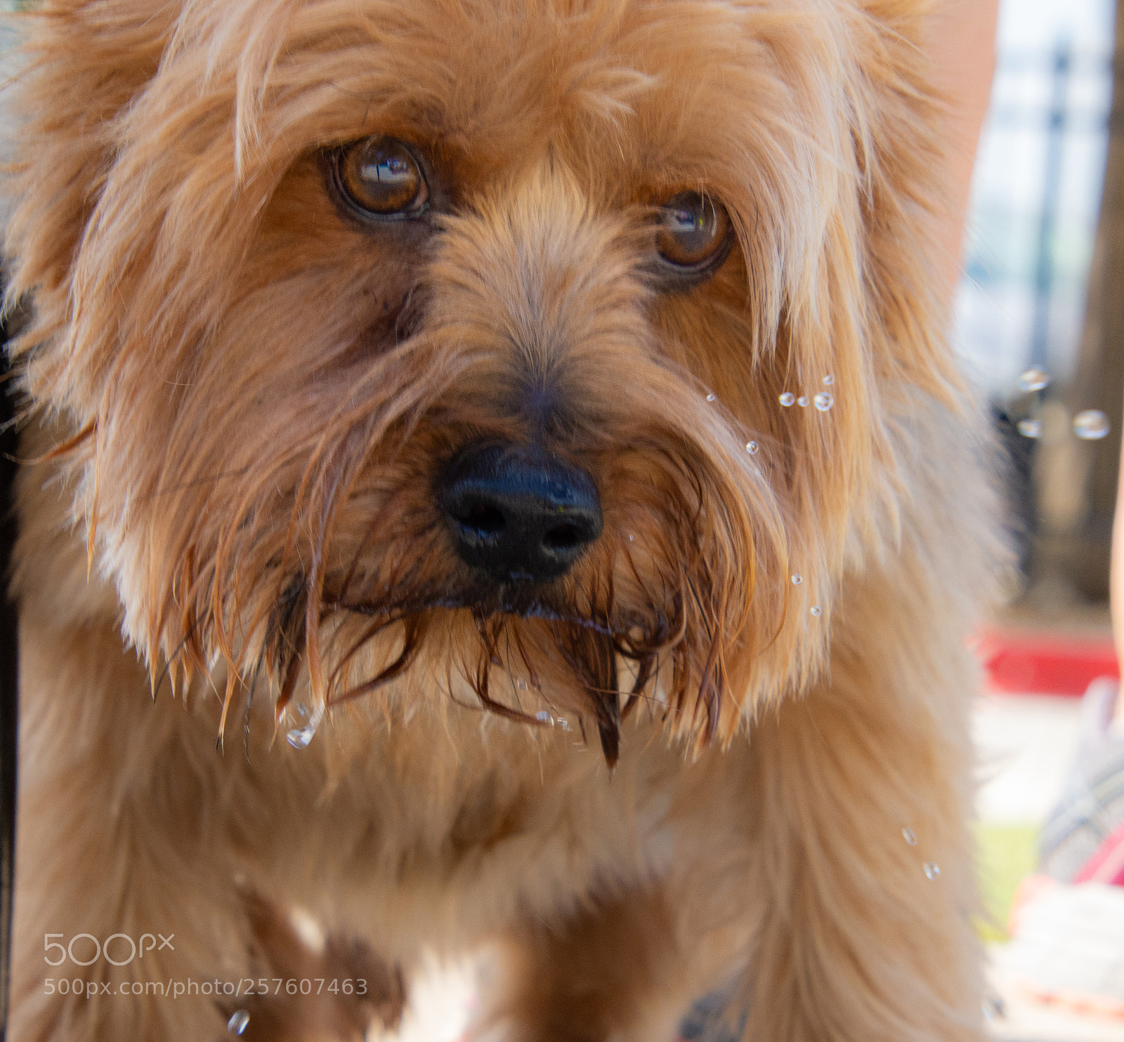 Nikon D7200 sample photo. Thirsty photography