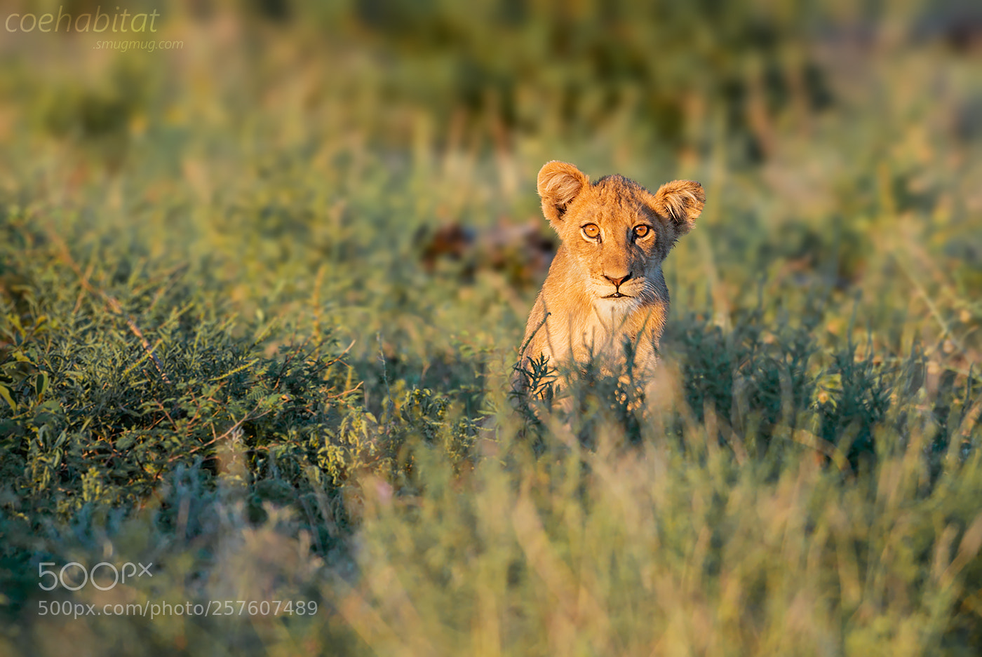 Nikon D800 sample photo. Lion cub photography