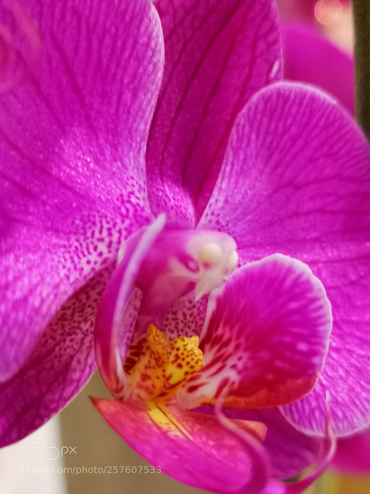 HUAWEI CLT-L29 sample photo. Phalaenopsis photography
