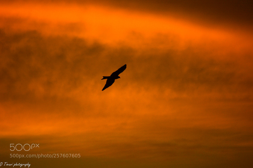 Nikon D3200 sample photo. Silhouette photography