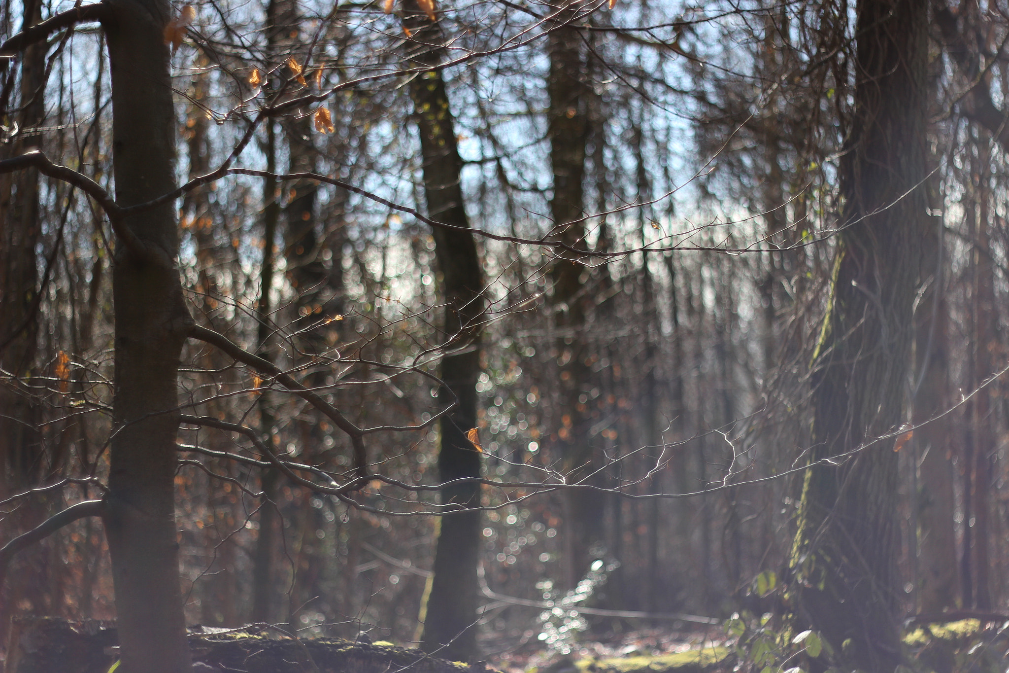 Canon EF 35-80mm f/4-5.6 sample photo. Branches in angleur photography