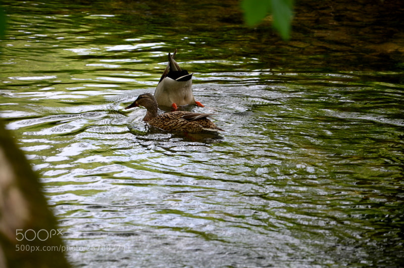 Nikon D5100 sample photo. Dsc photography