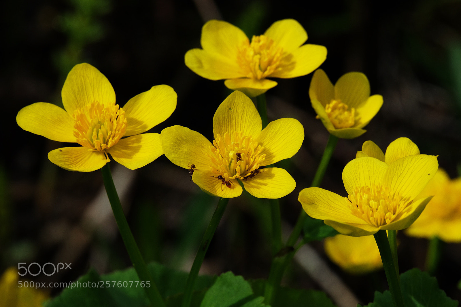 Fujifilm X-T10 sample photo. Marsh marigolds  photography