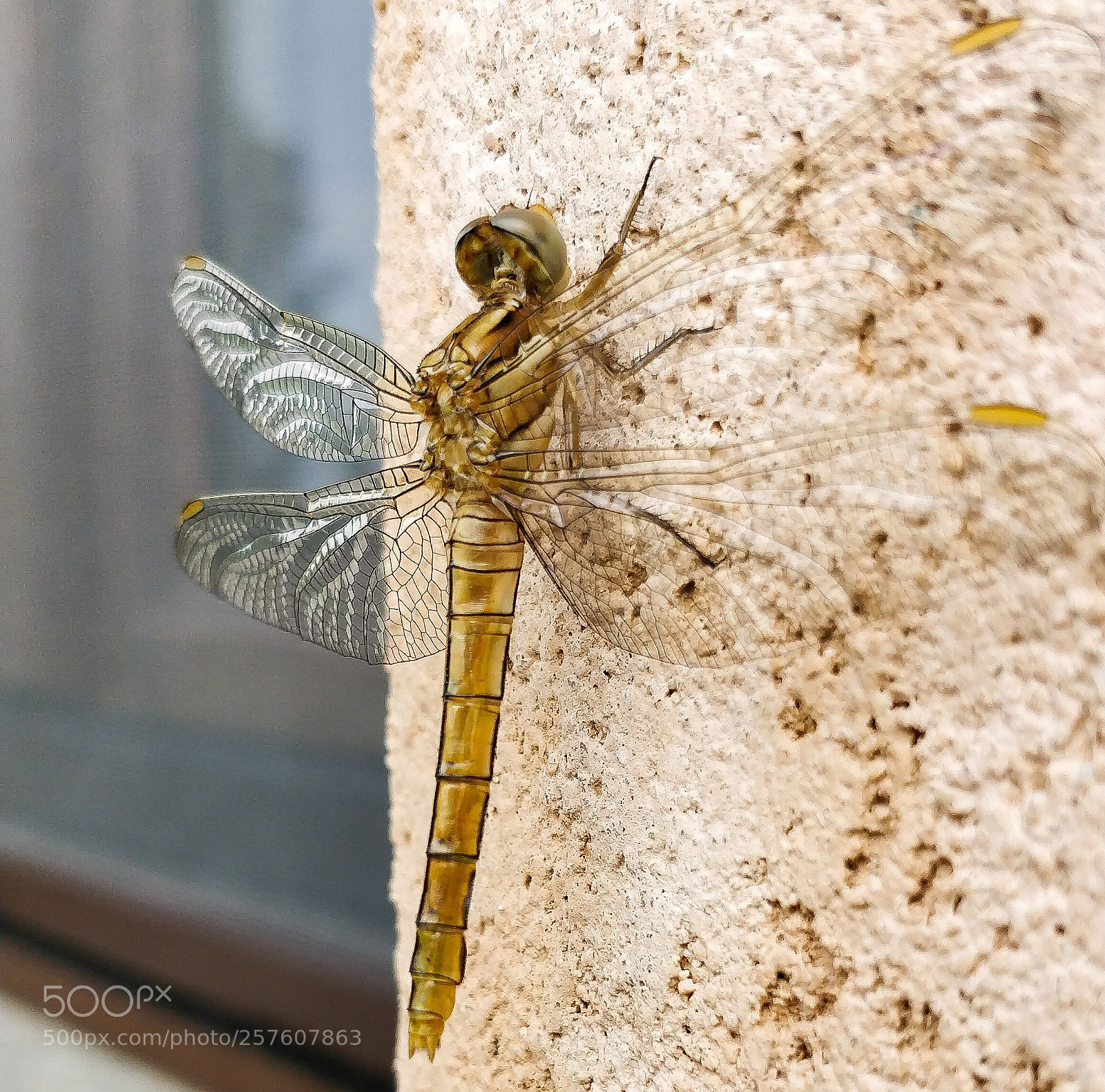 OnePlus 5T sample photo. Dragonfly photography