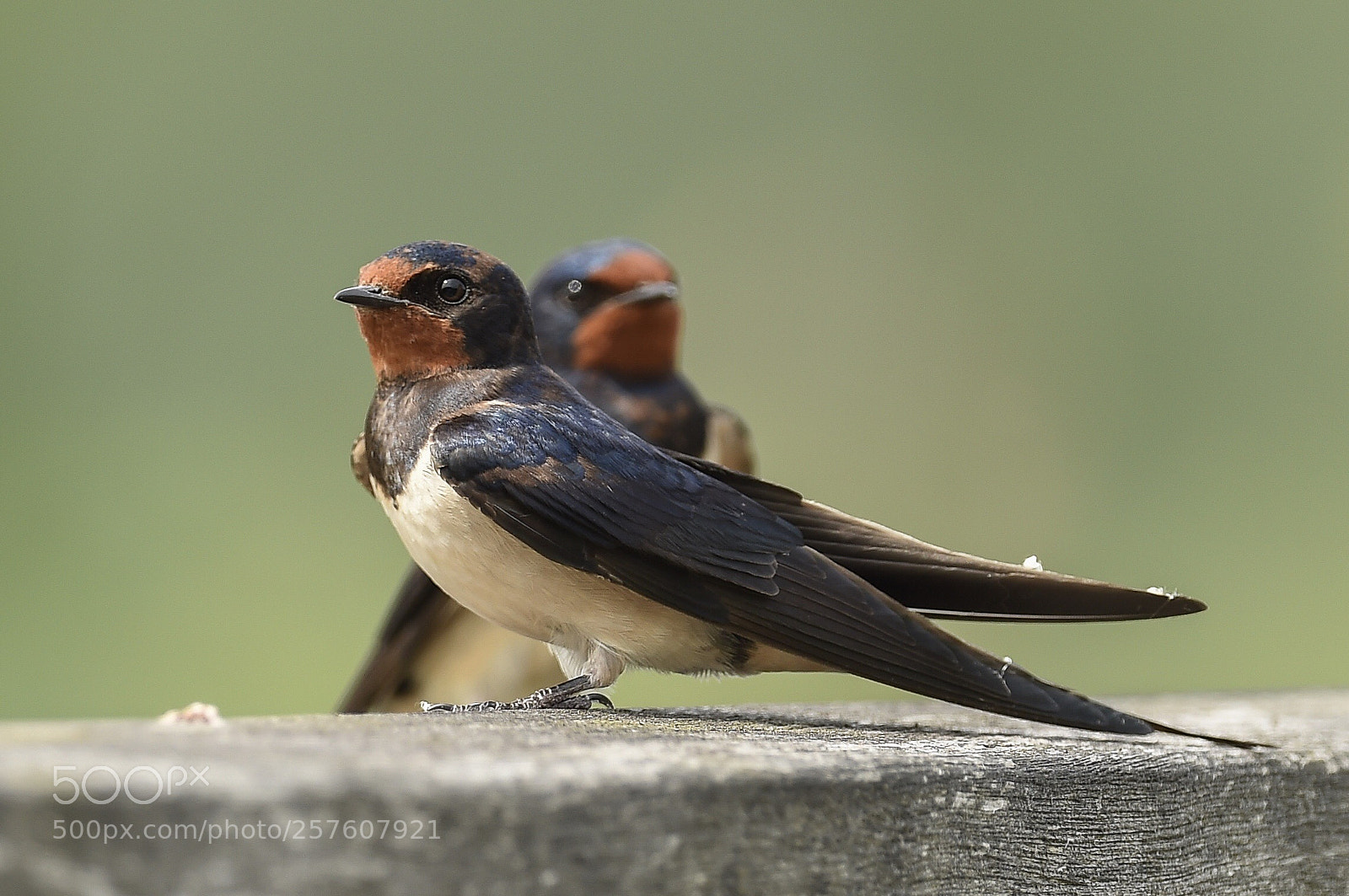 Nikon D4S sample photo. Swallow in depth of photography