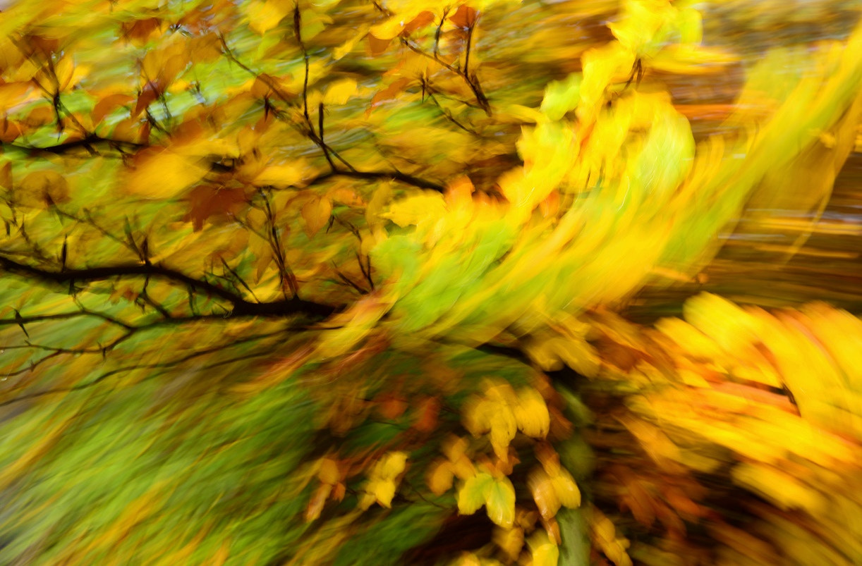 Nikon AF-S Nikkor 24-70mm F2.8G ED sample photo. Blur iv photography