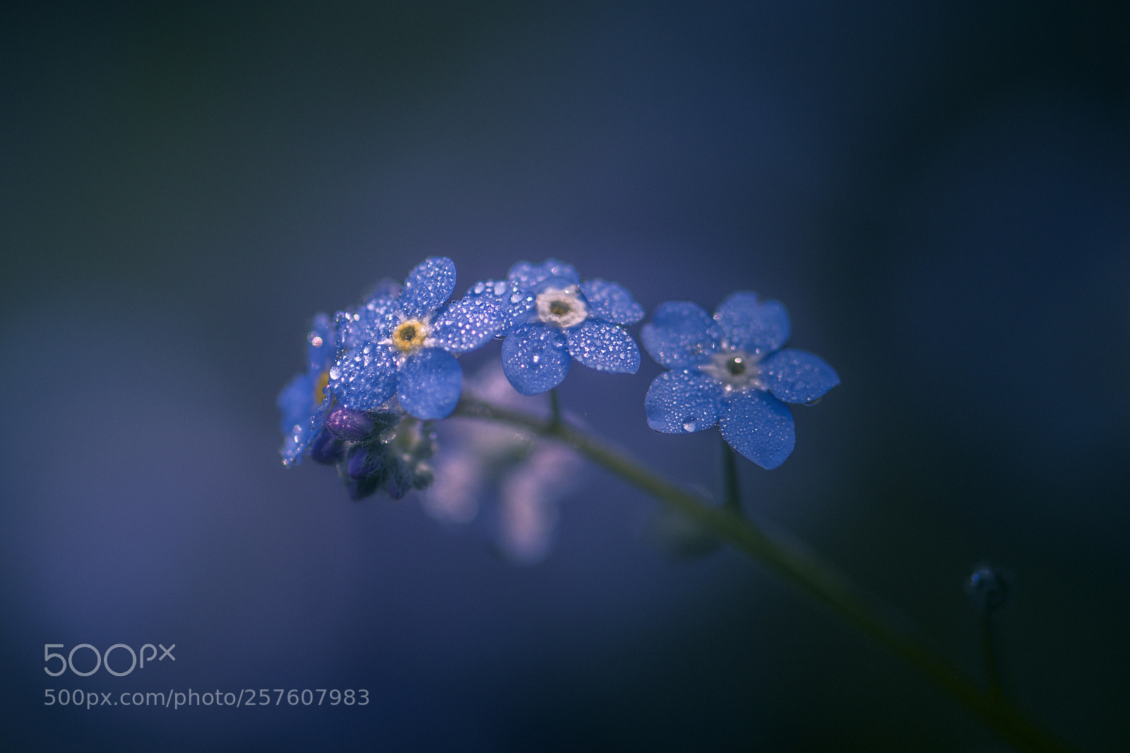 Nikon D7200 sample photo. Forget me not photography
