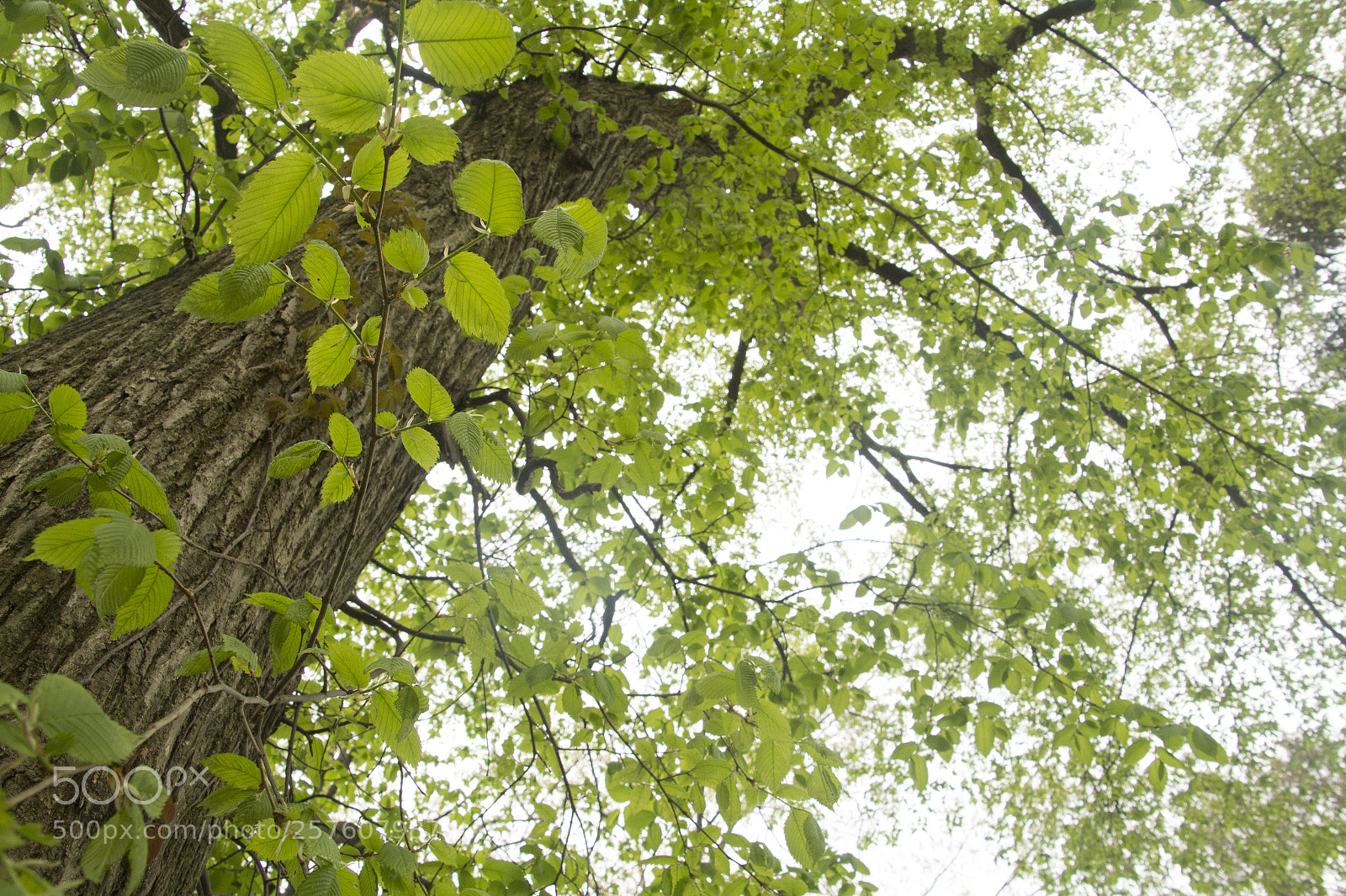 Canon EOS 1200D (EOS Rebel T5 / EOS Kiss X70 / EOS Hi) sample photo. Rare mature american elm photography
