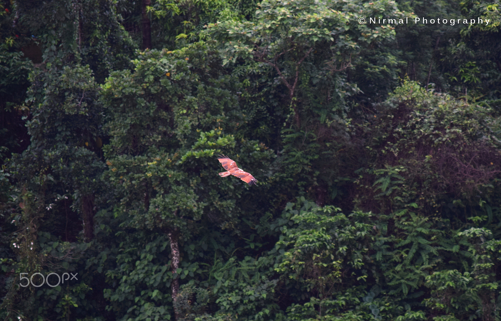 Nikon D3300 sample photo. Brahmini kite! photography