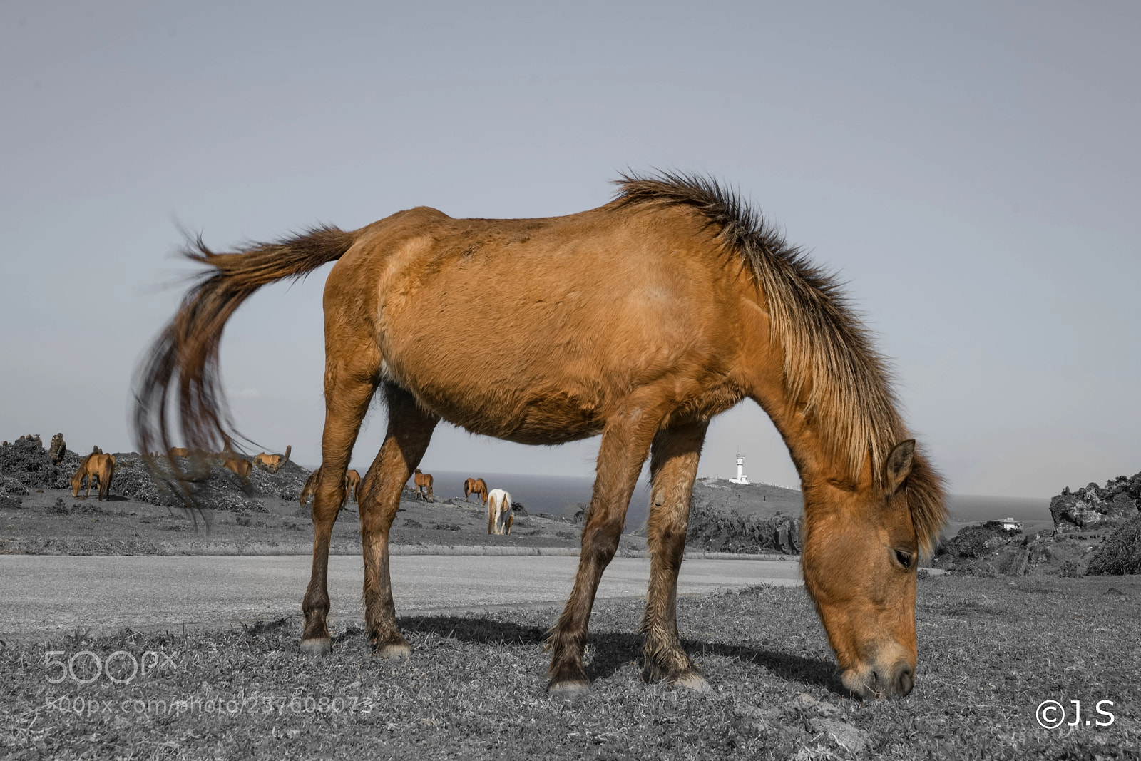 Sony a7R II sample photo. Horse photography