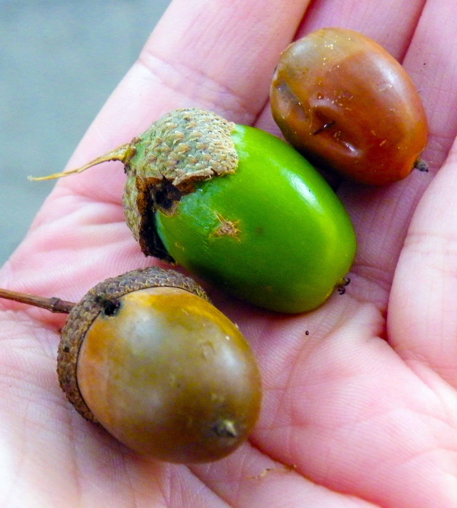 Fujifilm FinePix S8100fd sample photo. A handful of acorns in the hand photography