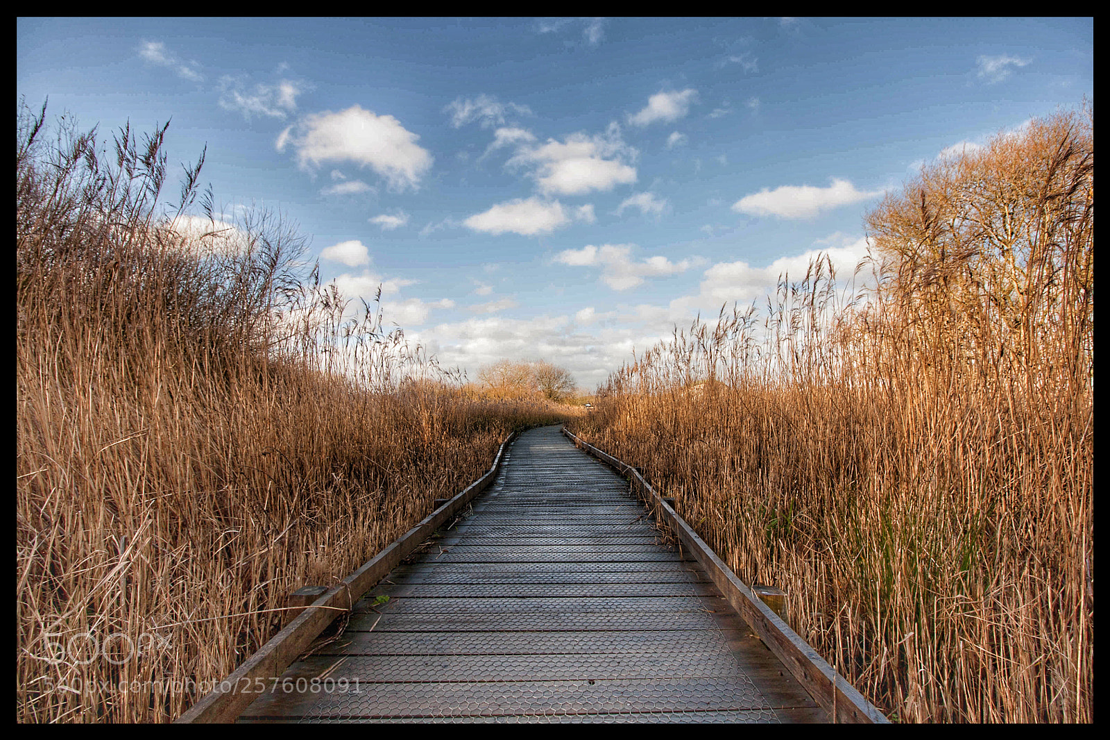 Canon EOS 450D (EOS Rebel XSi / EOS Kiss X2) sample photo. Willows foot bridge photography