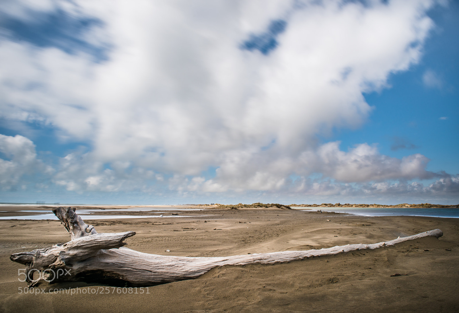 Nikon D810 sample photo. Drift wood photography