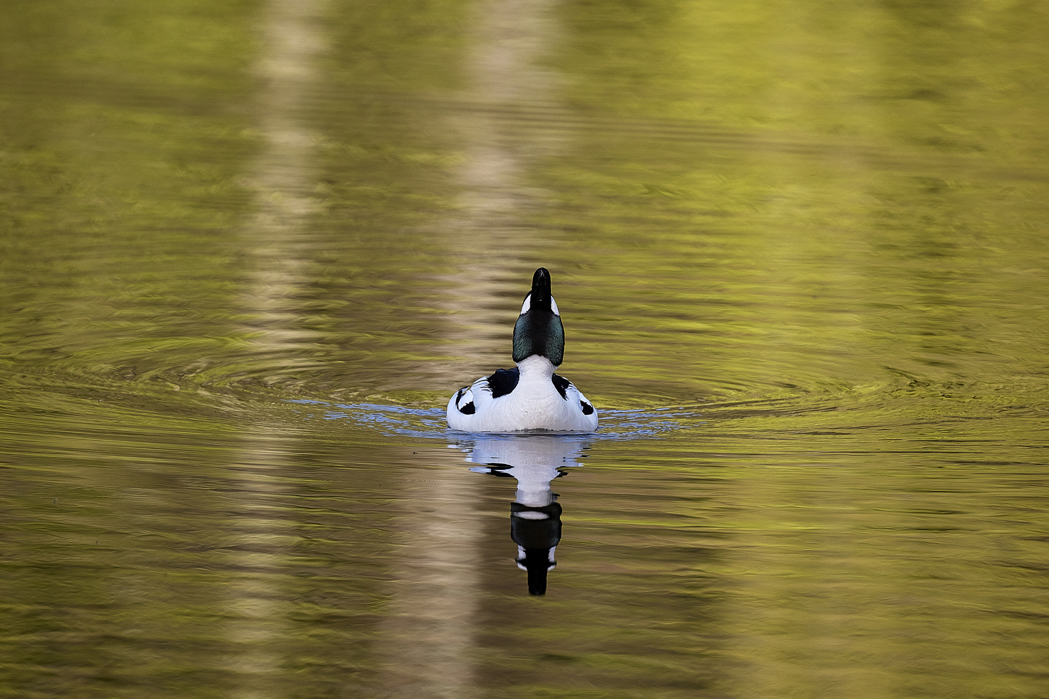 Canon EOS 5DS R + Canon EF 100-400mm F4.5-5.6L IS II USM sample photo. Common goldeneye duck photography