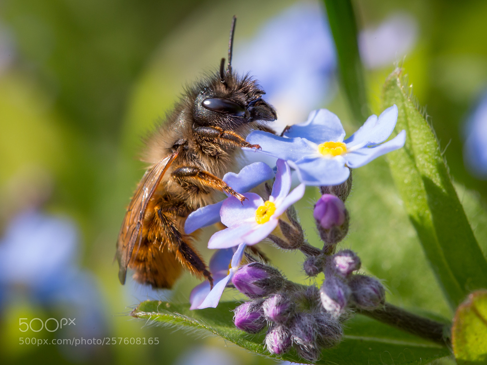 Canon EOS 6D sample photo. Bee photography