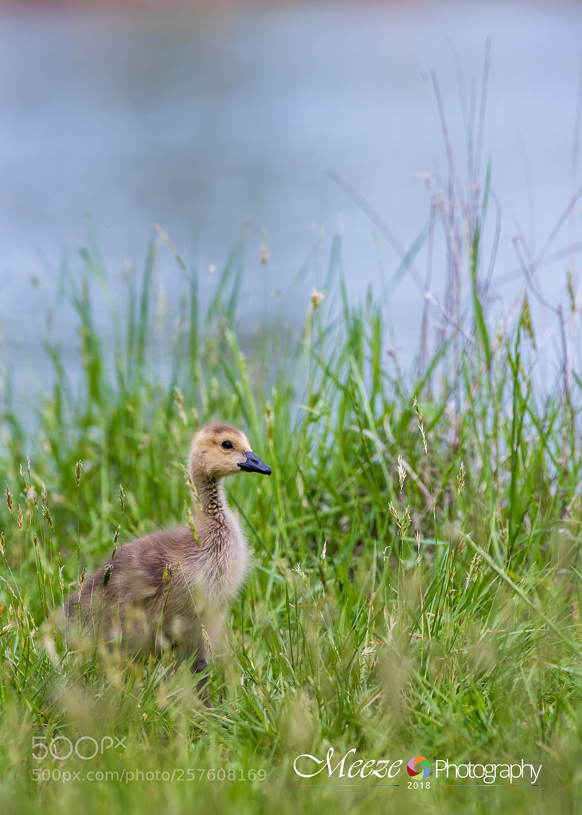 Nikon D750 sample photo. Baby geese photography