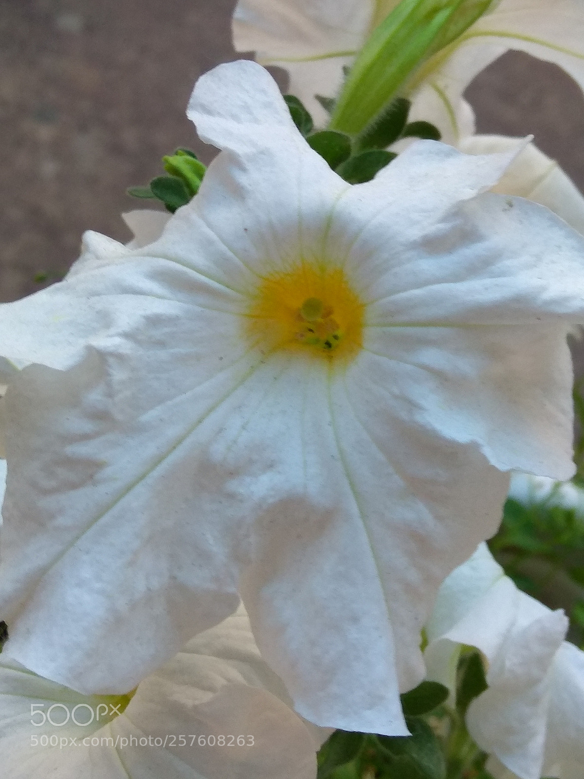 Xiaomi Redmi Note 4 sample photo. Flower photography