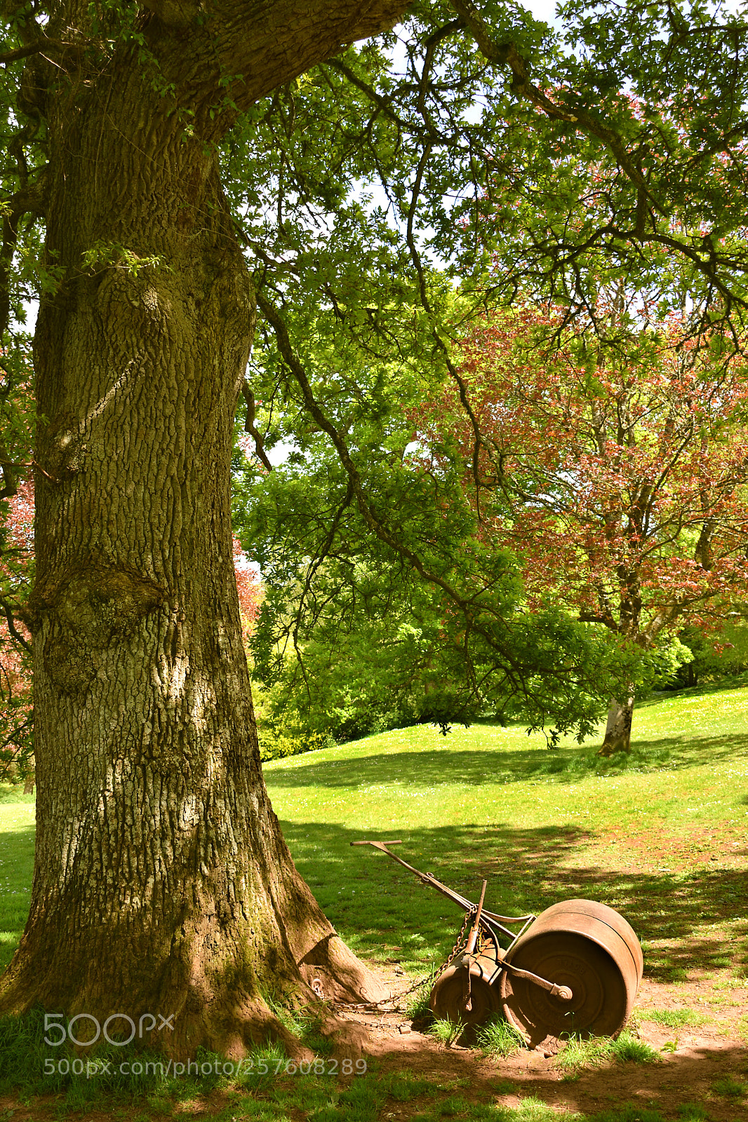 Nikon D5600 sample photo. Under the old oak photography