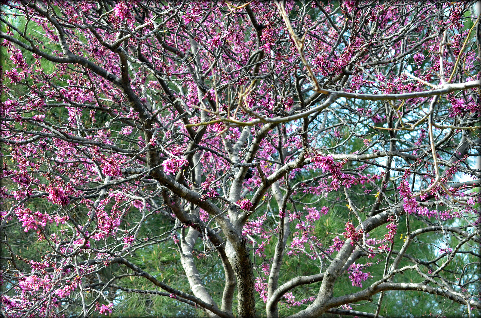 Nikon D7000 sample photo. Tree photography