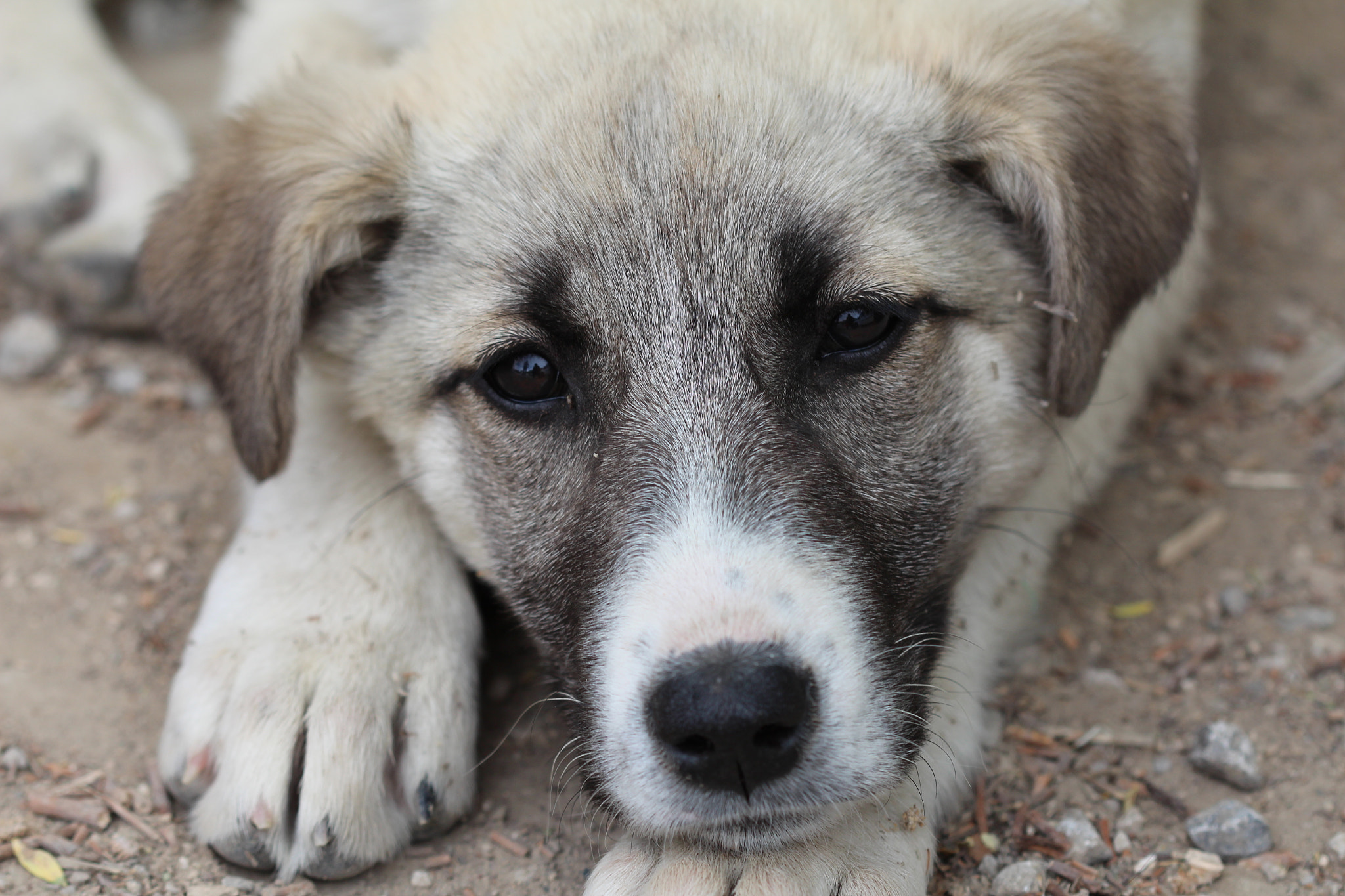 Canon EF 100mm F2.8 Macro USM sample photo. Lovely puppy photography